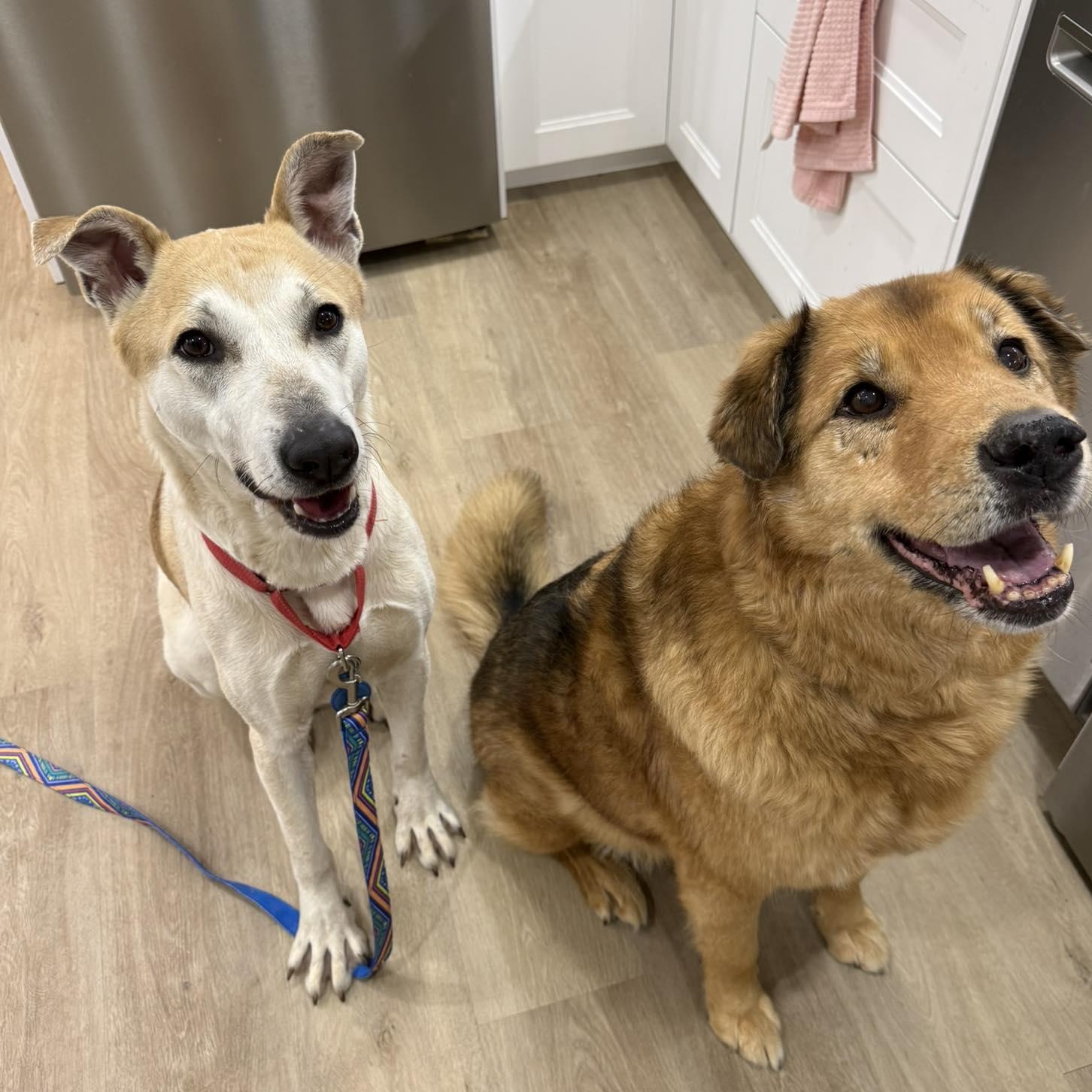 Enlarge Frosty, a ADOPTABLE mixed breed in Scarborough, ON image 5/5
