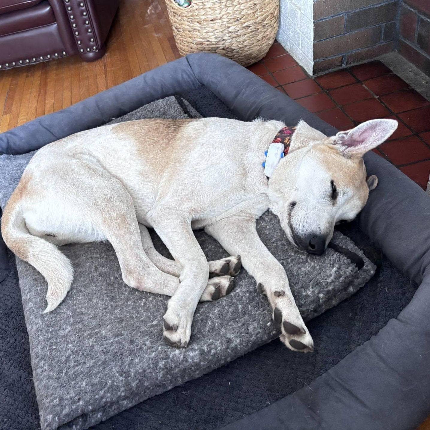 Enlarge Frosty, a ADOPTABLE mixed breed in Scarborough, ON image 4/5
