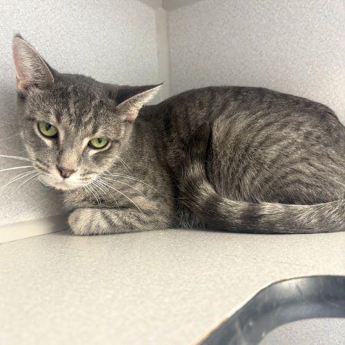 MISTY, Adoptable, Adult Female Domestic Short Hair.