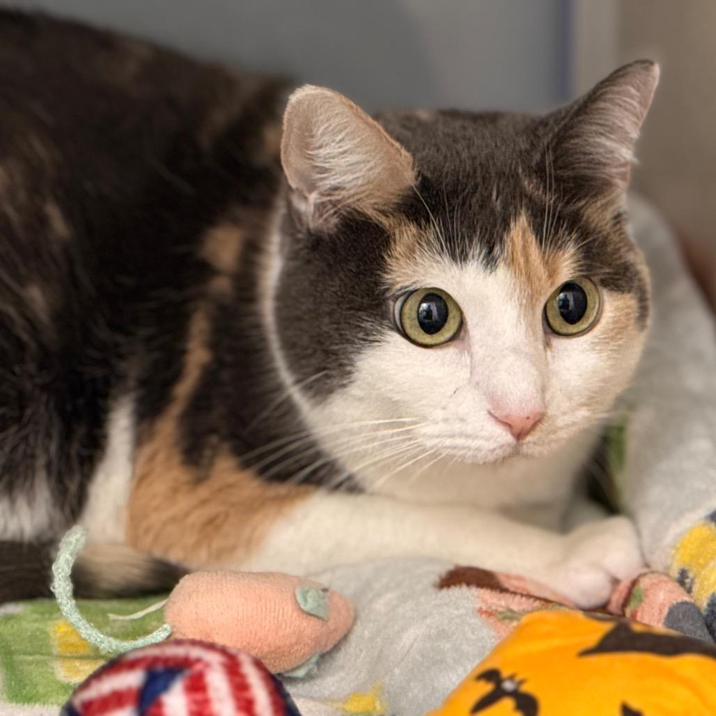 Selene — thumbnail 2