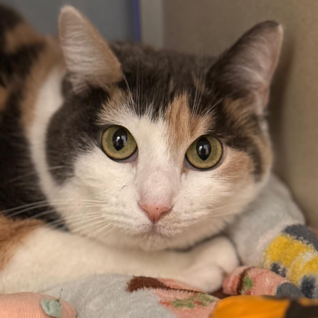 Selene — thumbnail 3