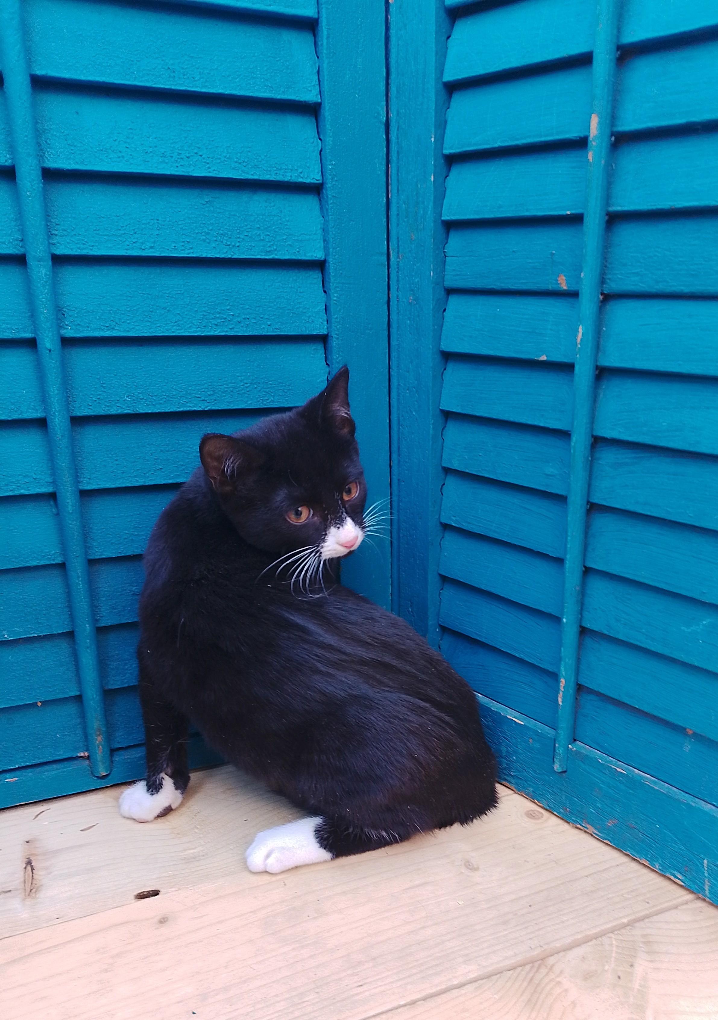 Enlarge Zip Code #464, an adopted Domestic Short Hair in Nichols, NY image 1/1