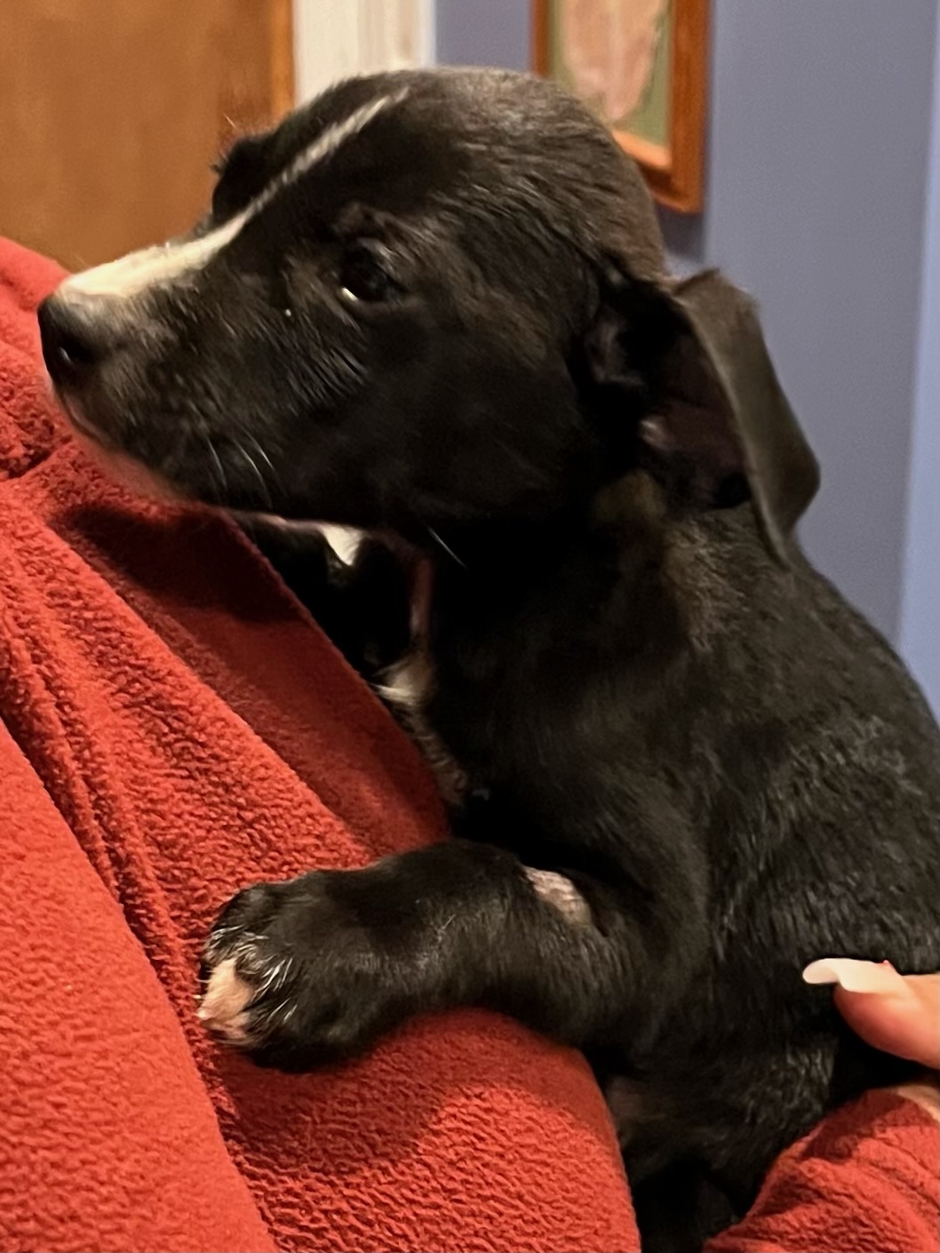 Dog for adoption Faith, a Labrador Retriever & Shepherd Mix in Ocean