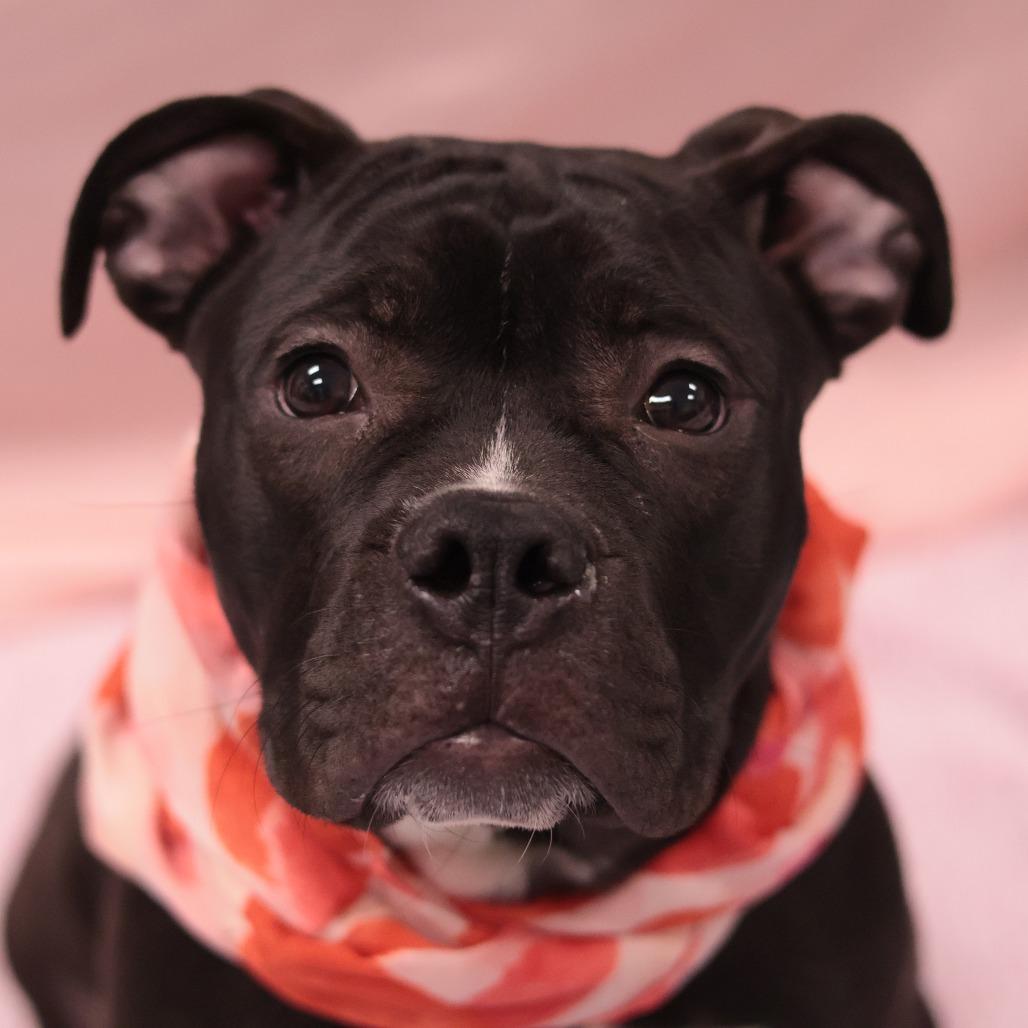 Oliver — thumbnail 2