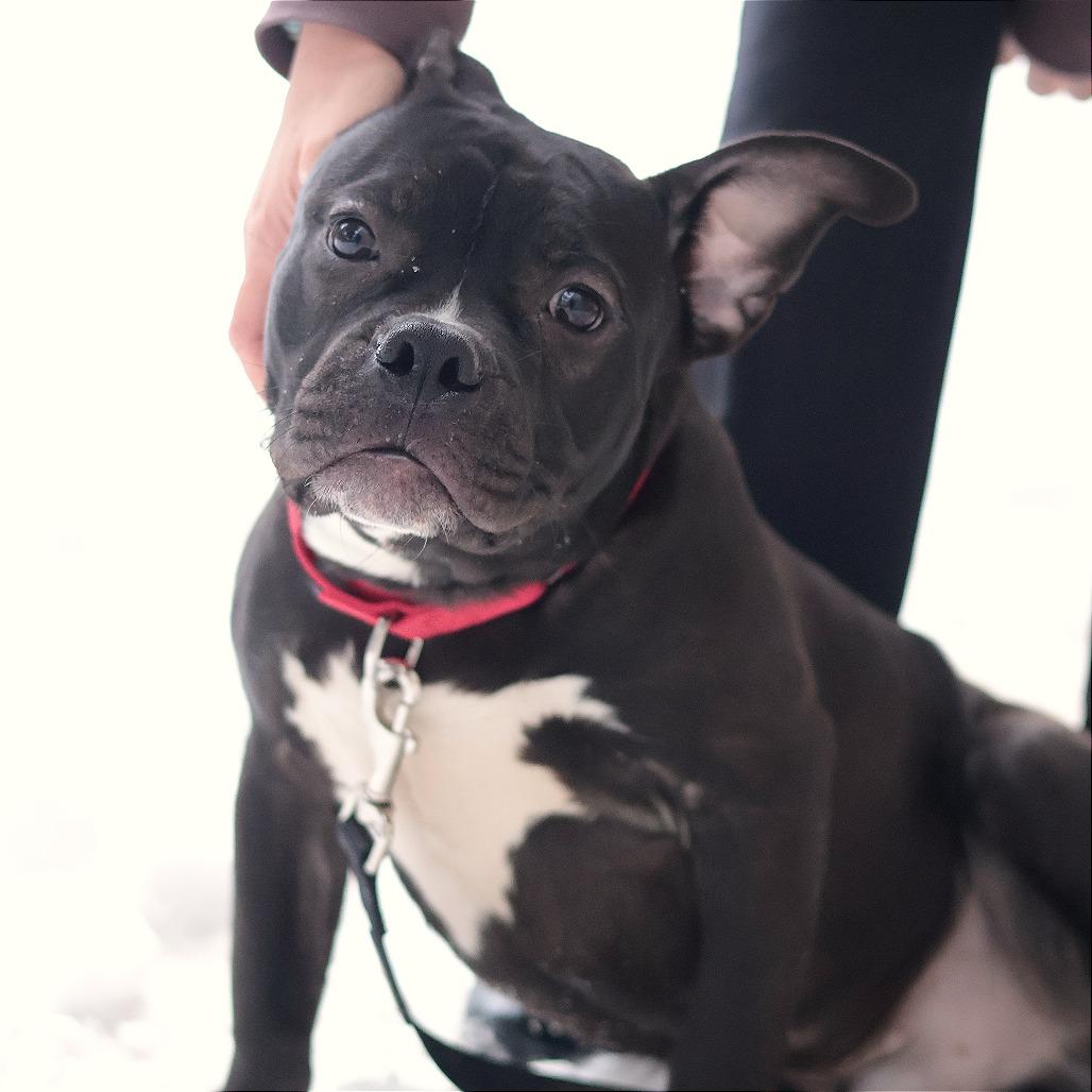 Oliver — thumbnail 4