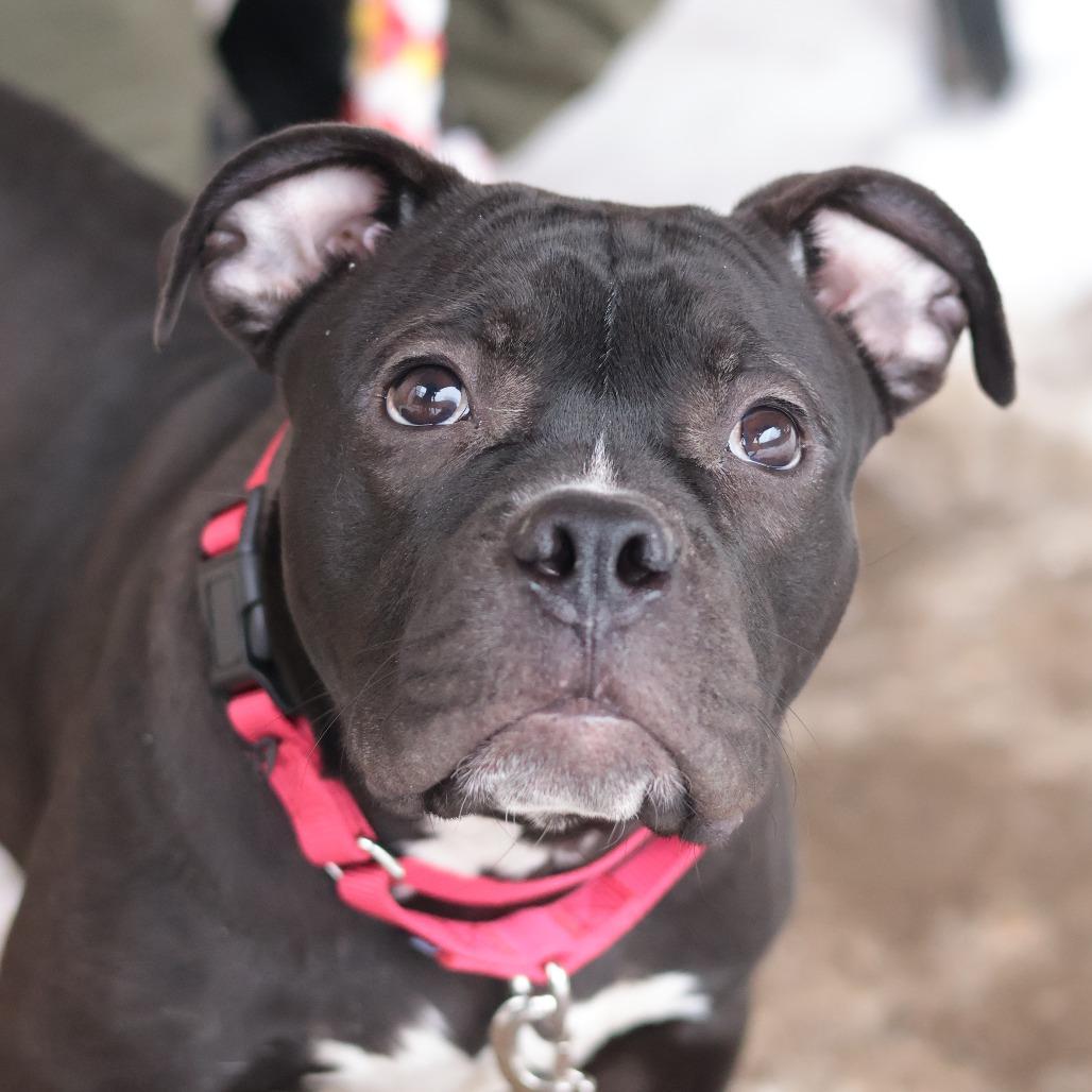 Oliver — thumbnail 5