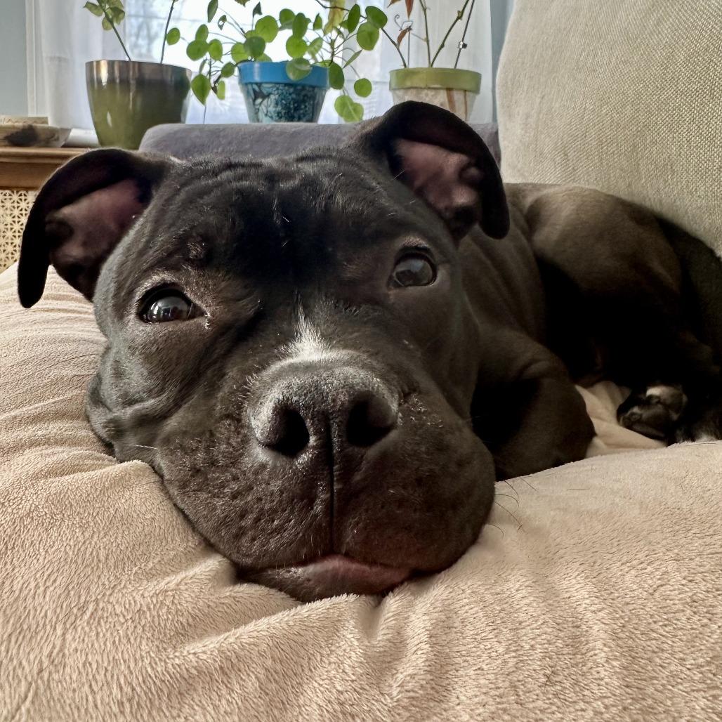 Oliver — thumbnail 6