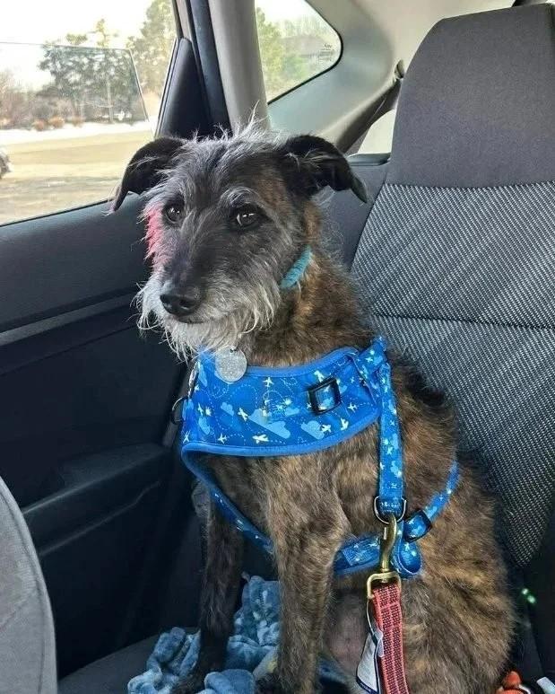 Enlarge Fred, a ADOPTABLE Mixed Breed in De Pere, WI image 2/3