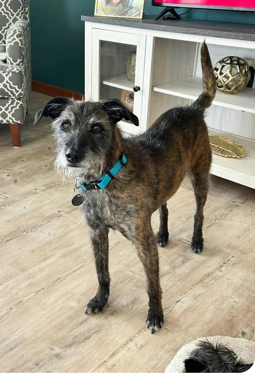 Fred, ADOPTABLE, Adult Male Mixed Breed.