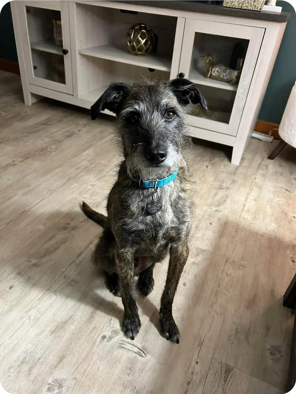 Enlarge Fred, a ADOPTABLE Mixed Breed in De Pere, WI image 3/3