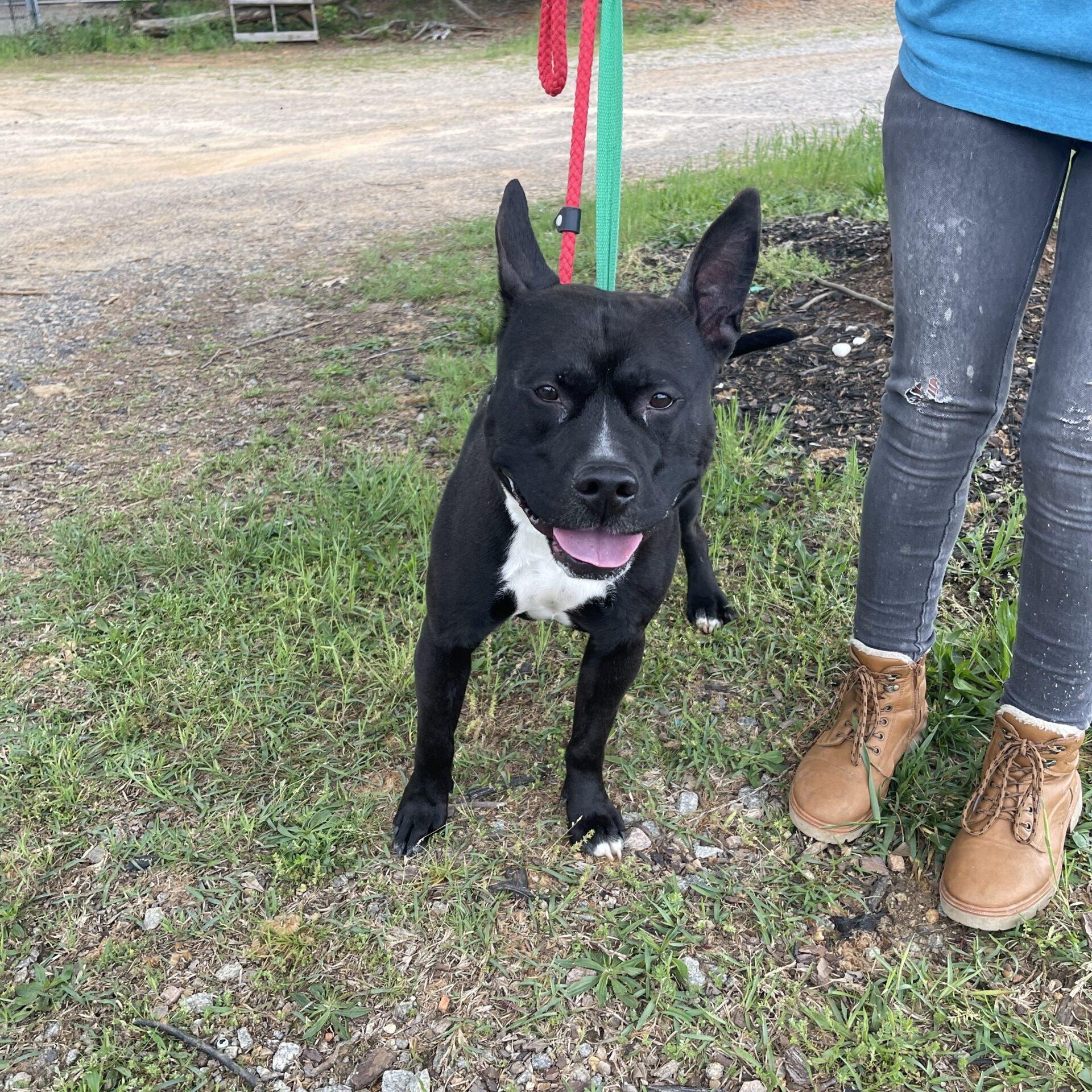 Enlarge King, a Adoptable mixed breed in Howell, NJ image 4/4