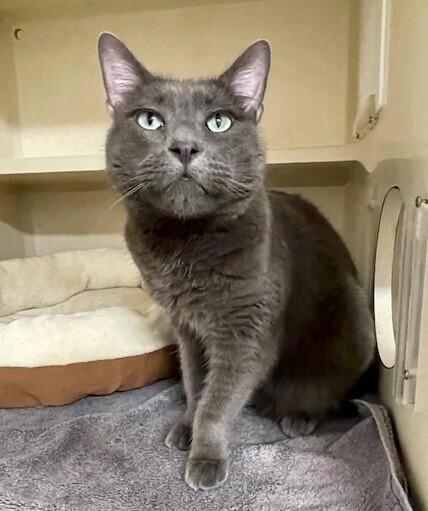 Kirby, Adoptable, Adult Male Domestic Short Hair & Domestic Short Hair.