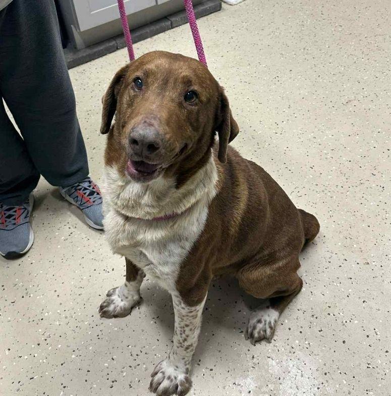 Remy, Adoptable, Adult Male Labrador Retriever.