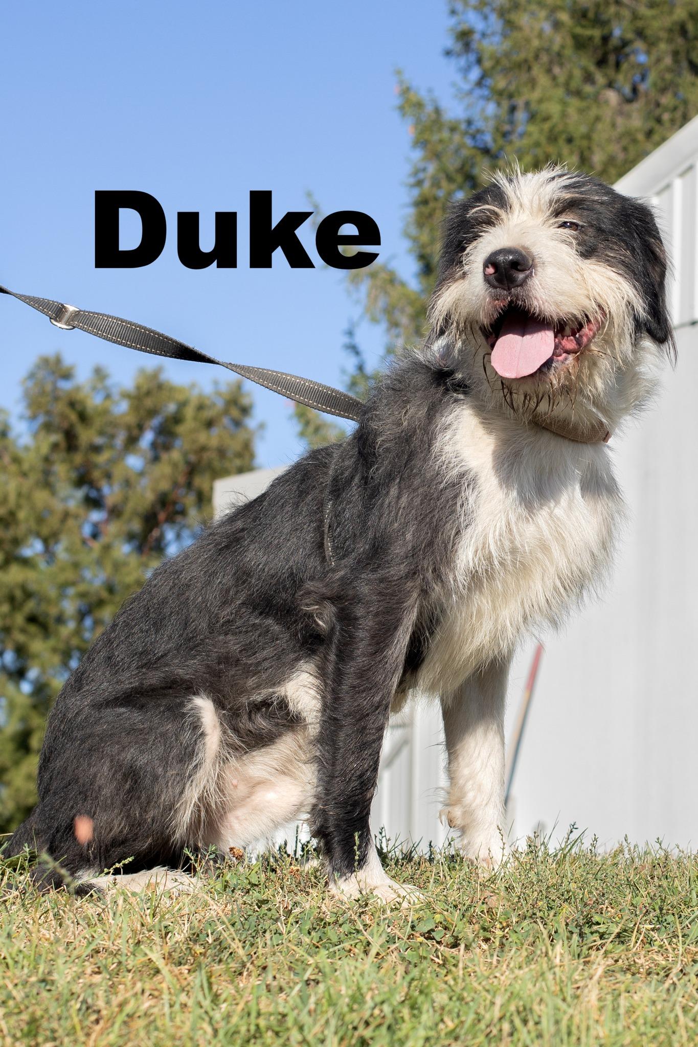 Duke, Adoptable, Young Male Poodle.