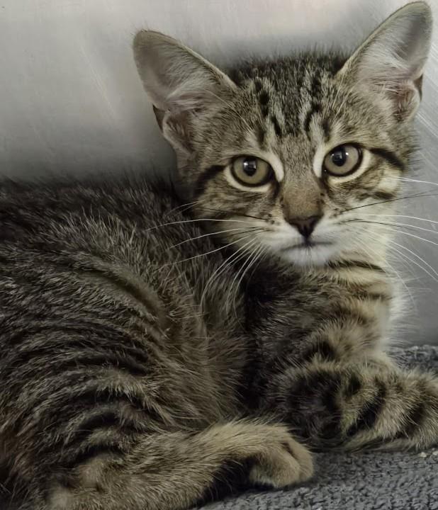 Butter, Young Female Domestic Short Hair