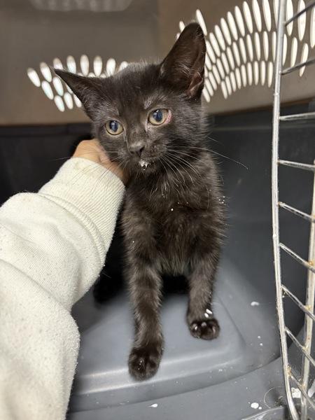 Dusa, Adoptable, Kitten Female Domestic Short Hair.