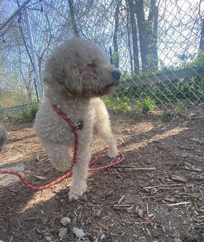Remi, Adoptable, Adult Female Maltese & Poodle.