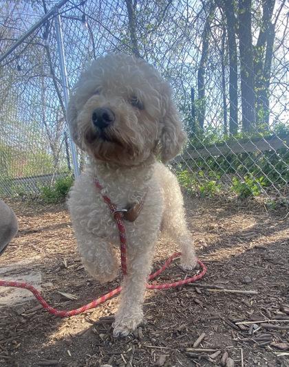 Enlarge Remi, a Adoptable mixed breed in Hobart, IN image 2/3