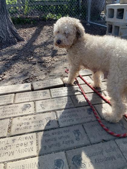 Enlarge Remi, a Adoptable mixed breed in Hobart, IN image 3/3