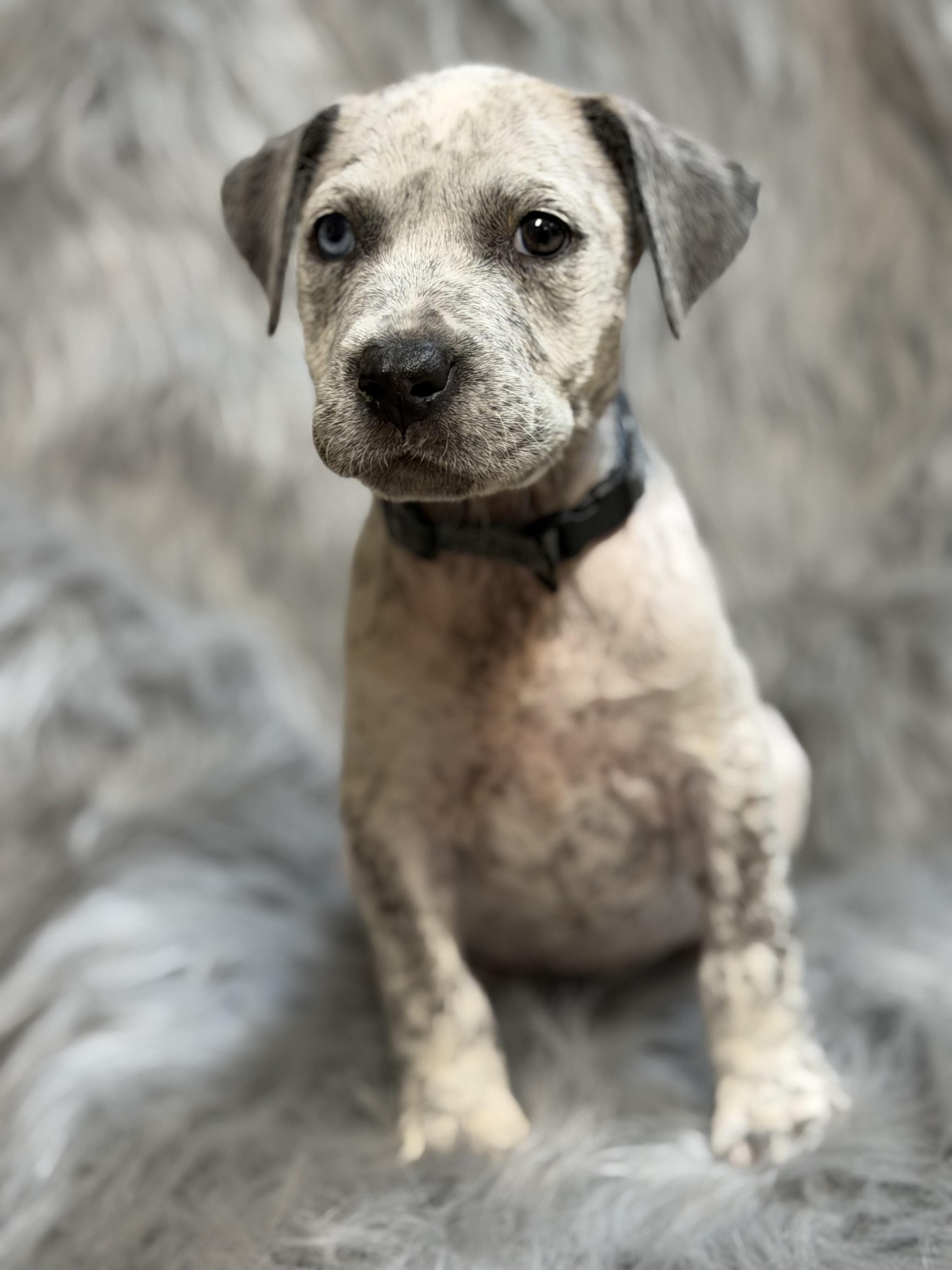Enlarge Cher, an adopted mixed breed in Lutz, FL image 1/1