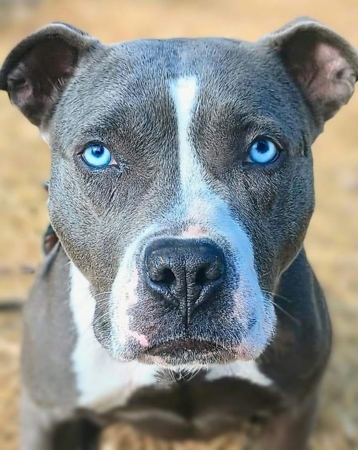 Enlarge STELLA, a ADOPTABLE mixed breed in Flint, MI image 2/6