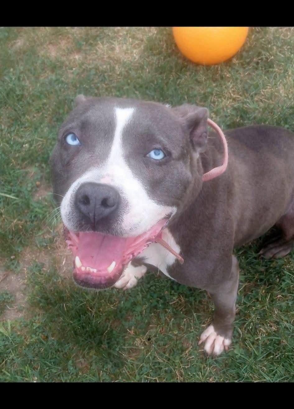 Enlarge STELLA, a ADOPTABLE mixed breed in Flint, MI image 6/6