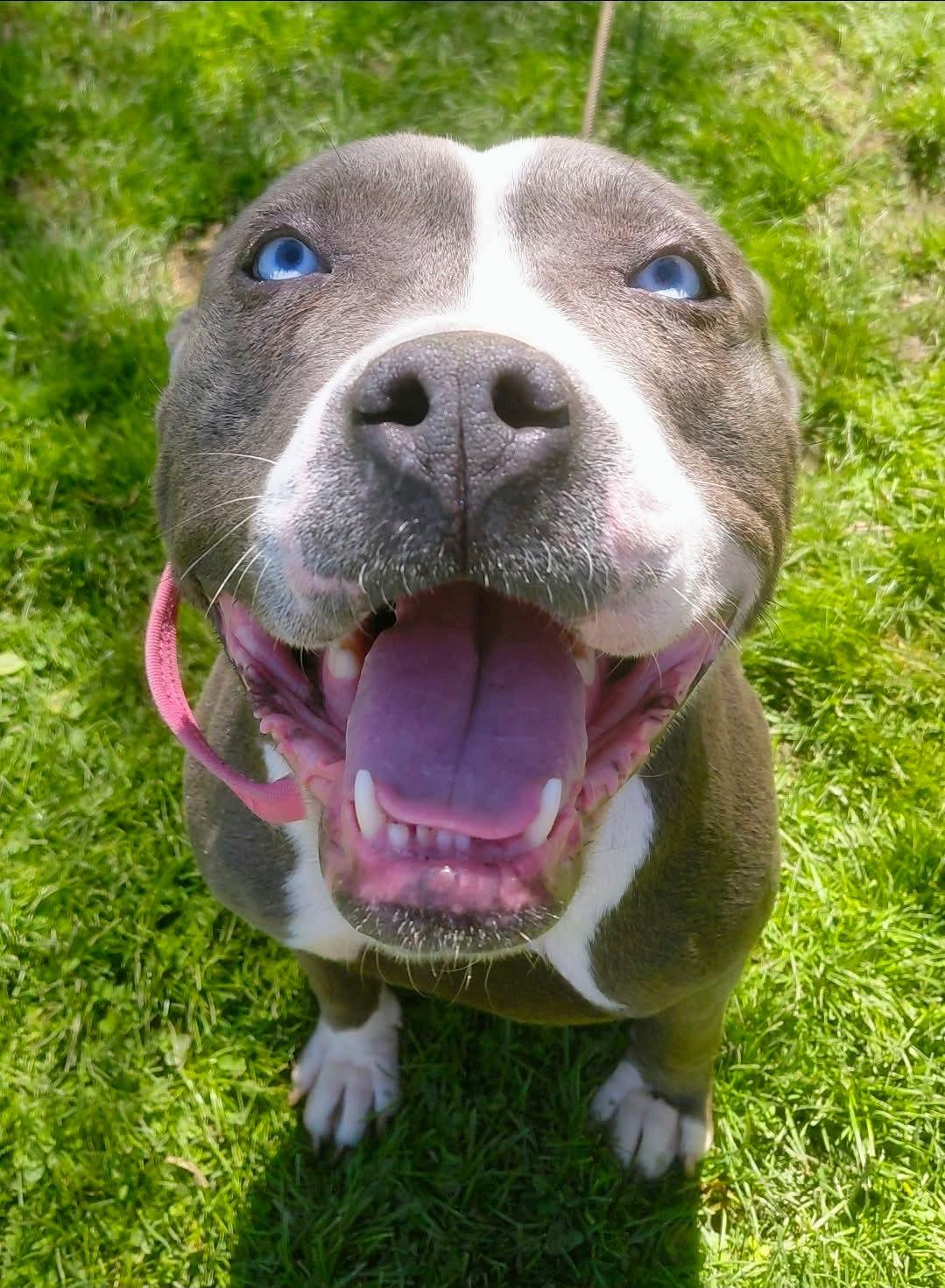 Enlarge STELLA, a ADOPTABLE mixed breed in Flint, MI image 5/6
