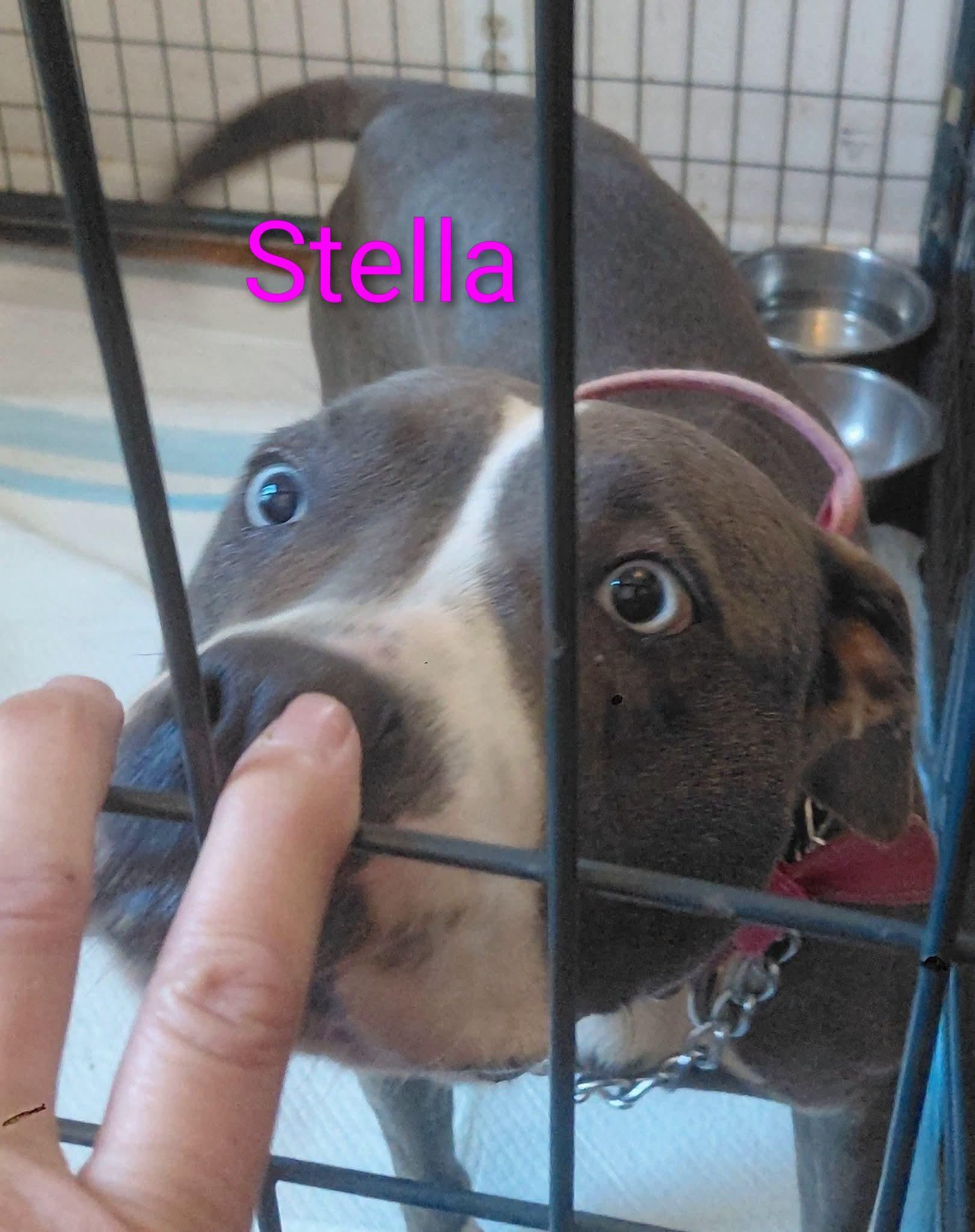 Enlarge STELLA, a ADOPTABLE mixed breed in Flint, MI image 3/6