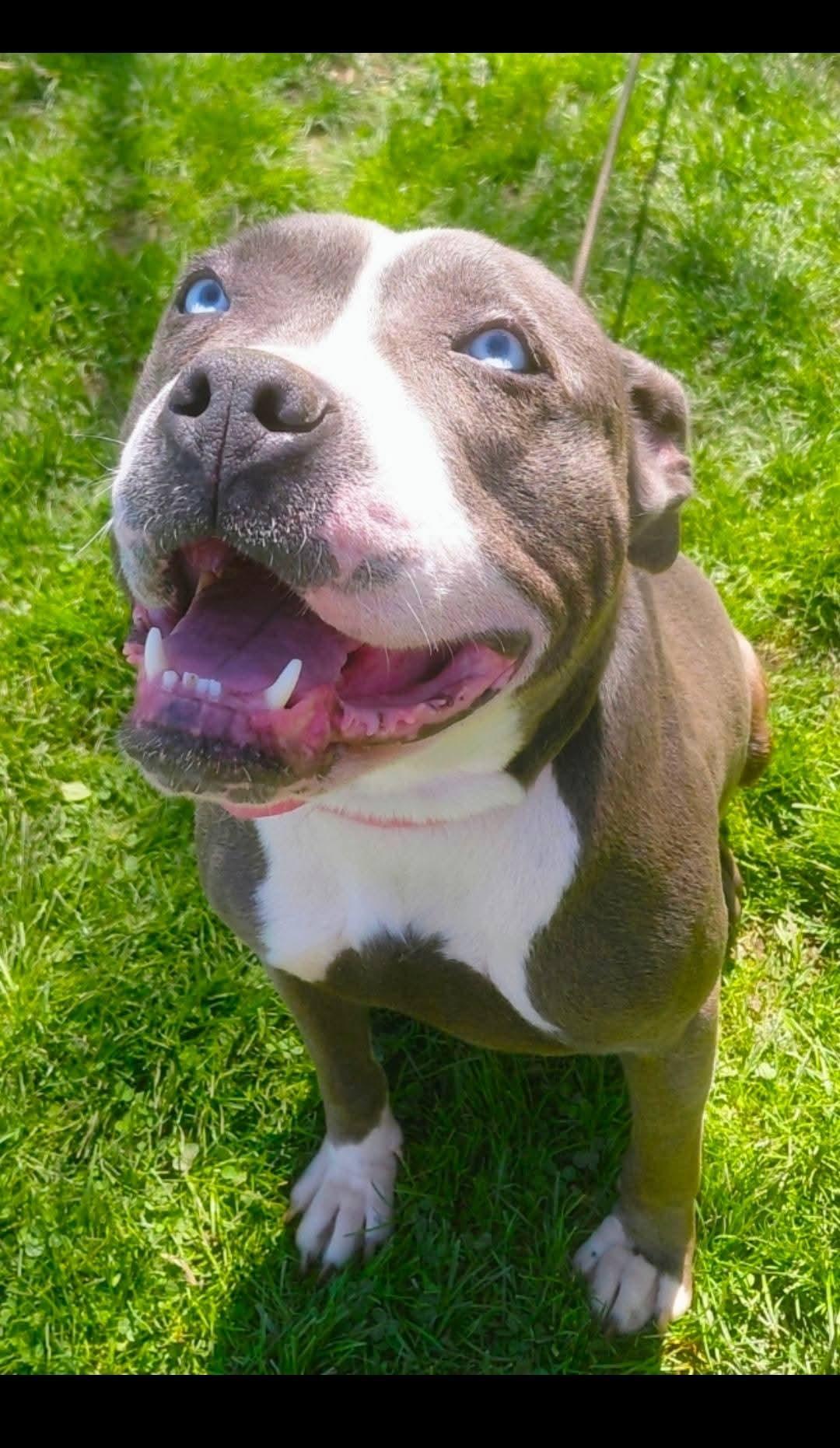Enlarge STELLA, a ADOPTABLE mixed breed in Flint, MI image 4/6