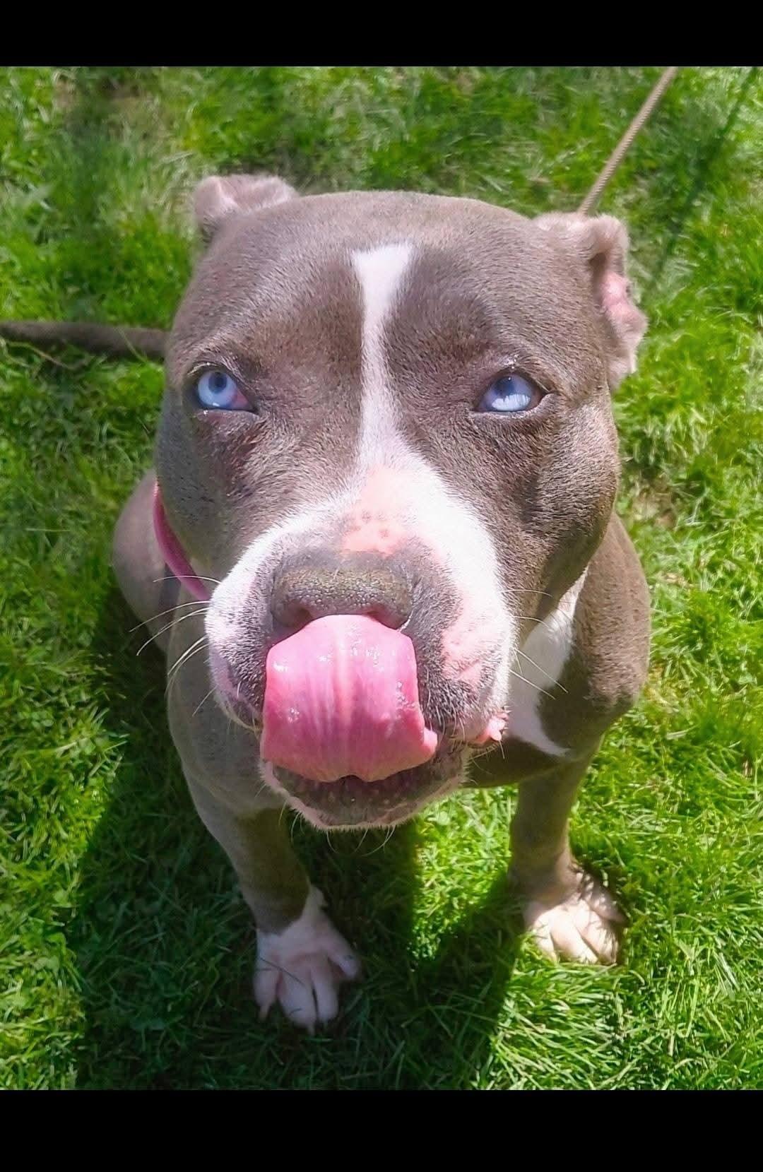 STELLA, ADOPTABLE, Adult Female American Staffordshire Terrier & Bulldog.