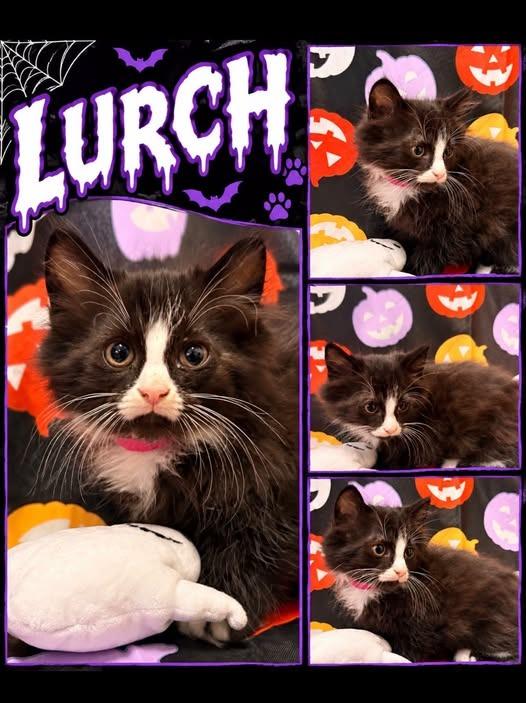 lurch pnk, Adoptable, Kitten Male Domestic Long Hair.