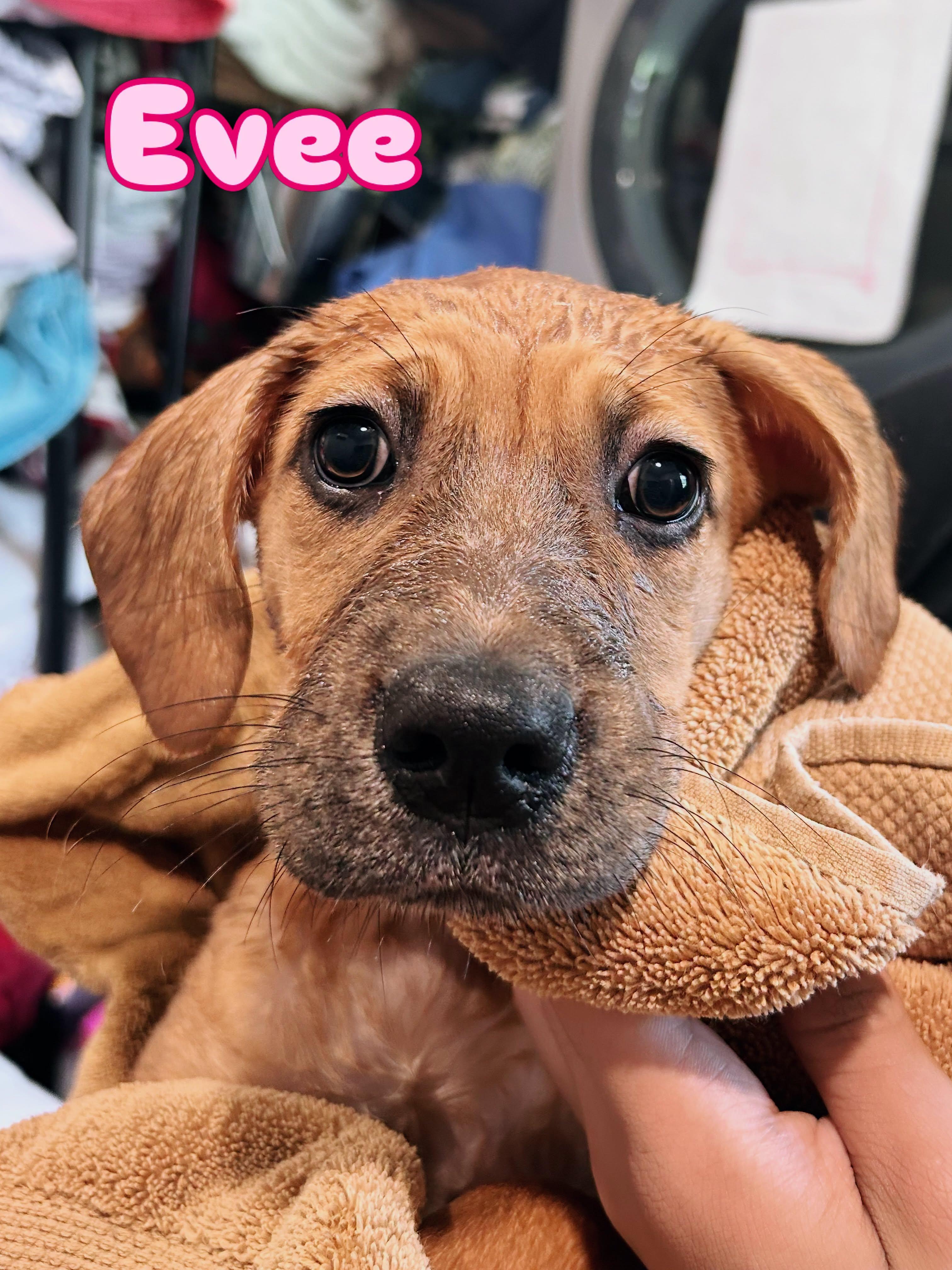 Evee, adopted, Puppy Female Mixed Breed.