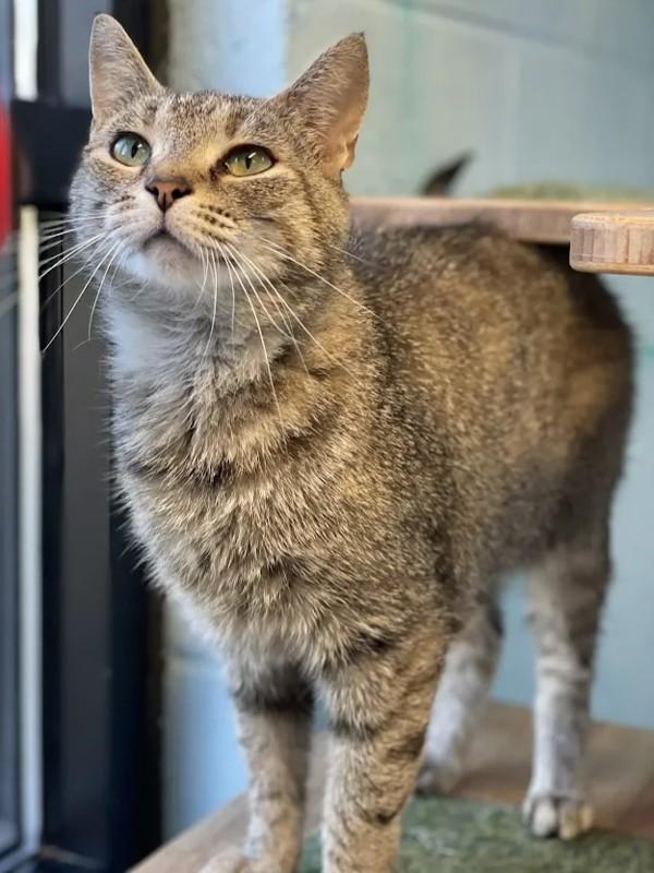 Enlarge Camilla, a Adoptable mixed breed in Roanoke, VA image 1/1