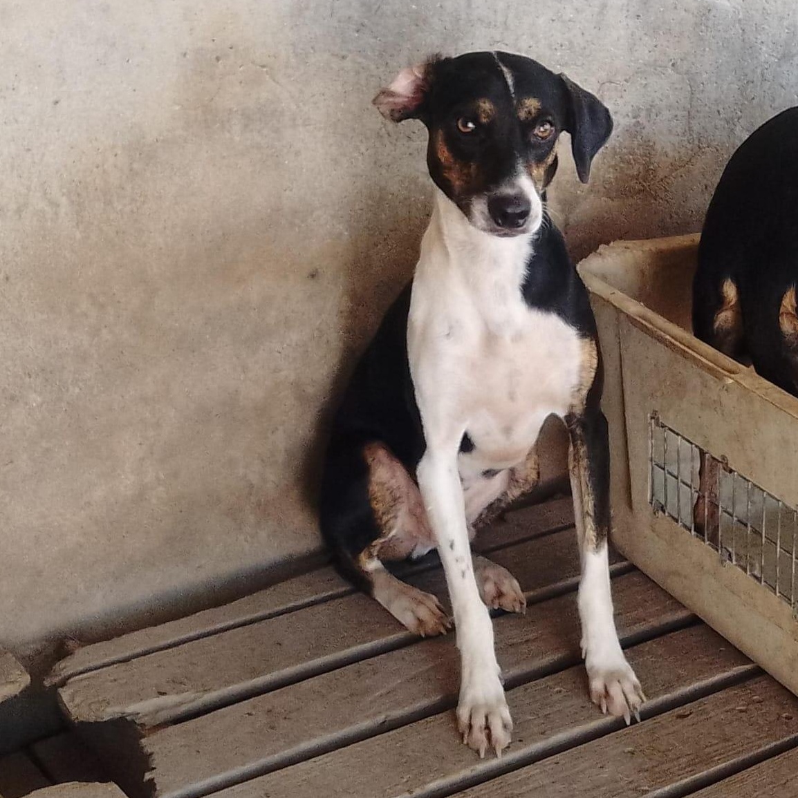 Enlarge Leonardo, a Adoptable Mixed Breed in Las Jarretaderas, NAY image 1/6
