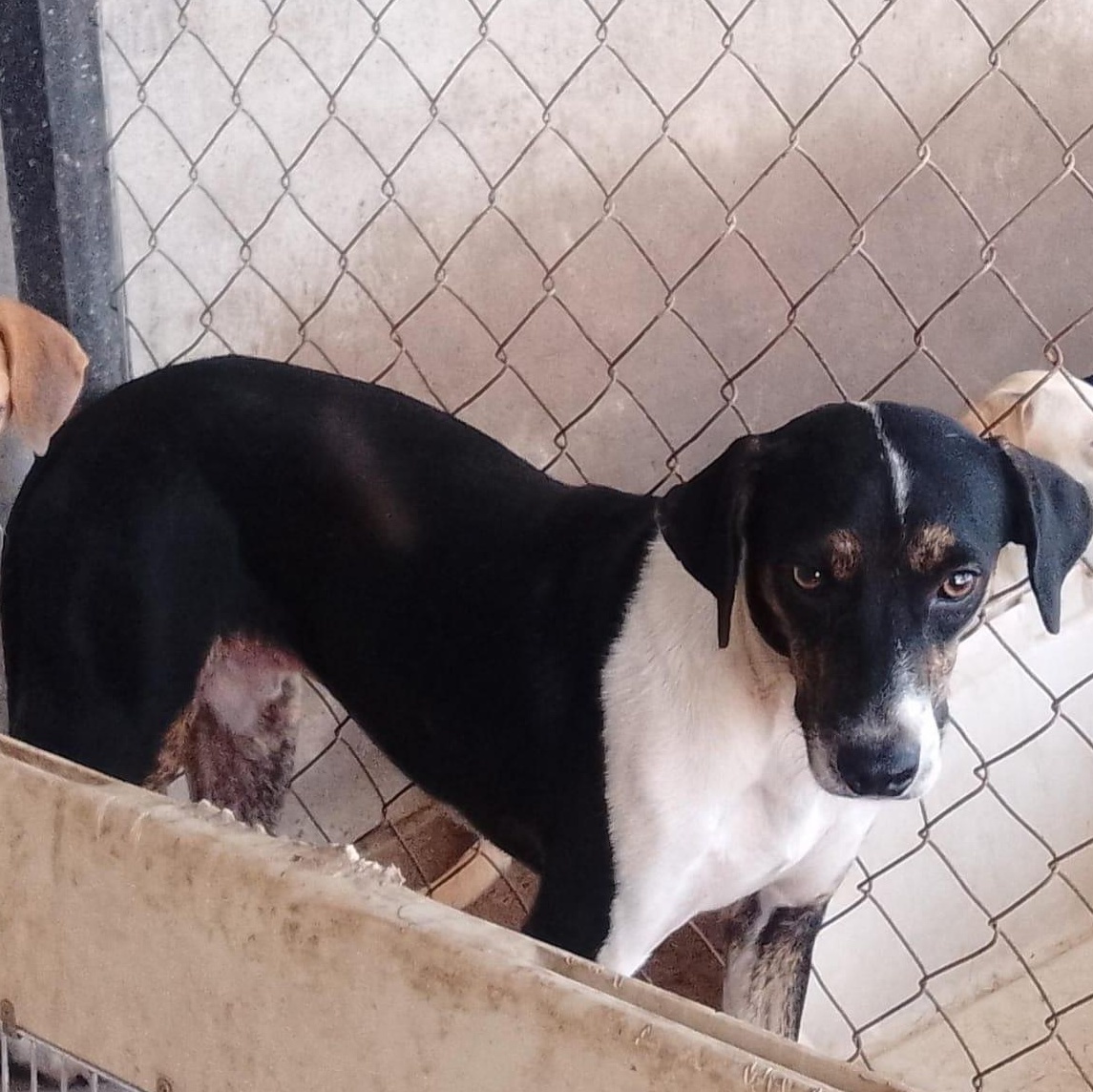 Enlarge Leonardo, a Adoptable Mixed Breed in Las Jarretaderas, NAY image 2/6
