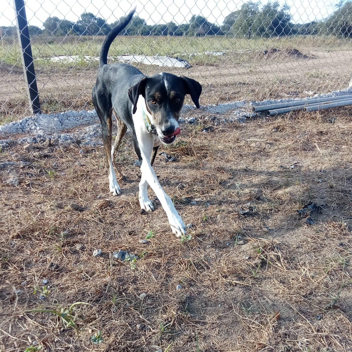 Leonardo, a Adoptable Mixed Breed in Las Jarretaderas, NAY image 4/6