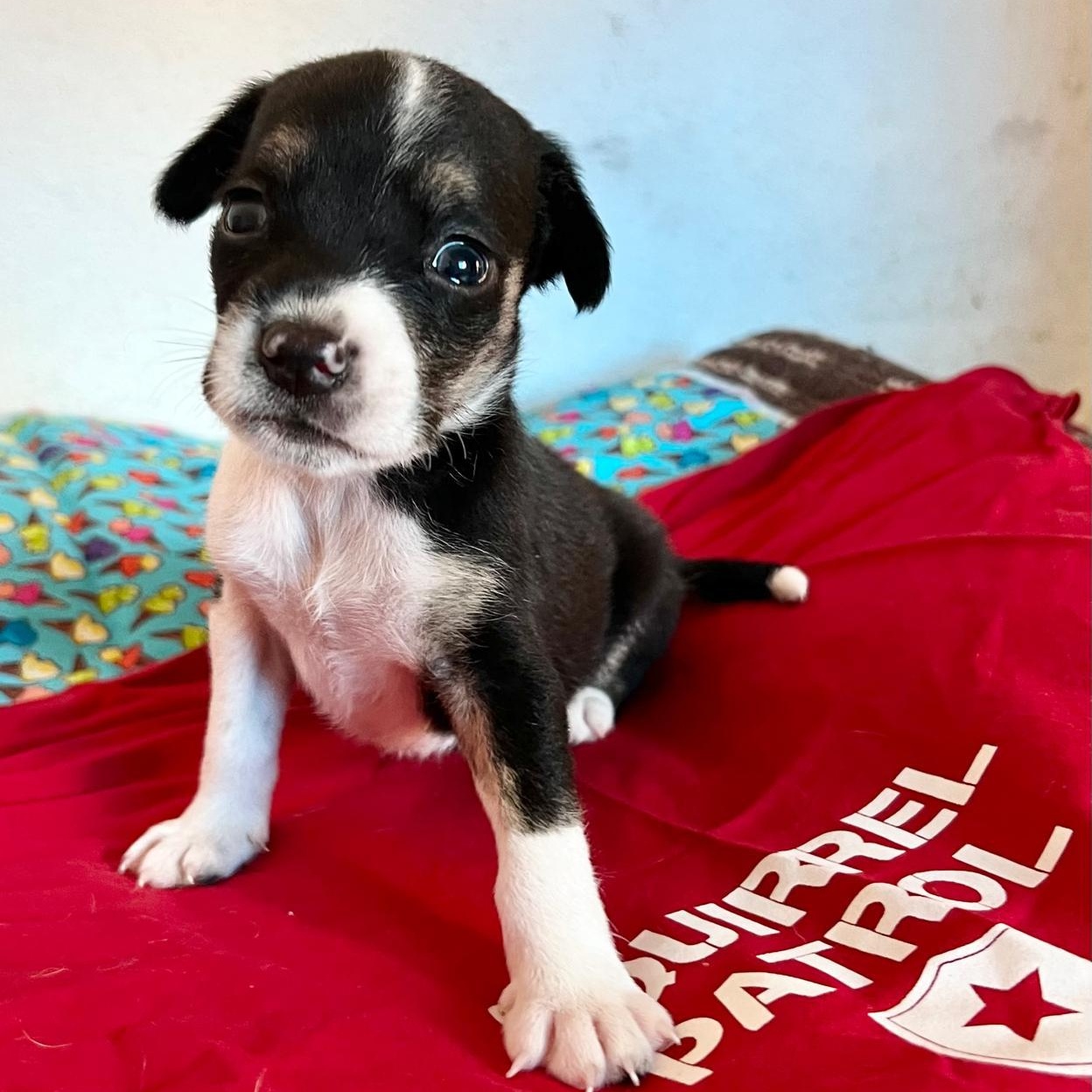 Enlarge Leonardo, a Adoptable Mixed Breed in Las Jarretaderas, NAY image 5/6