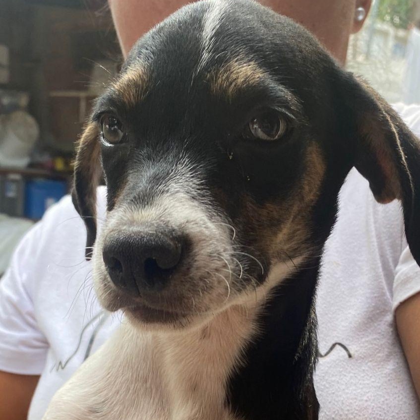 Leonardo, Adoptable, Adult Male Mixed Breed.