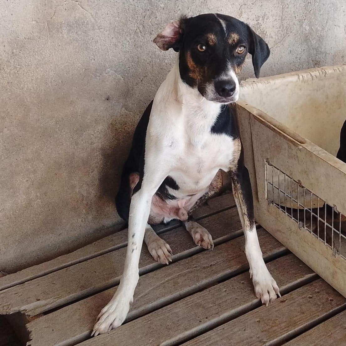 Enlarge Leonardo, a Adoptable Mixed Breed in Las Jarretaderas, NAY image 3/6