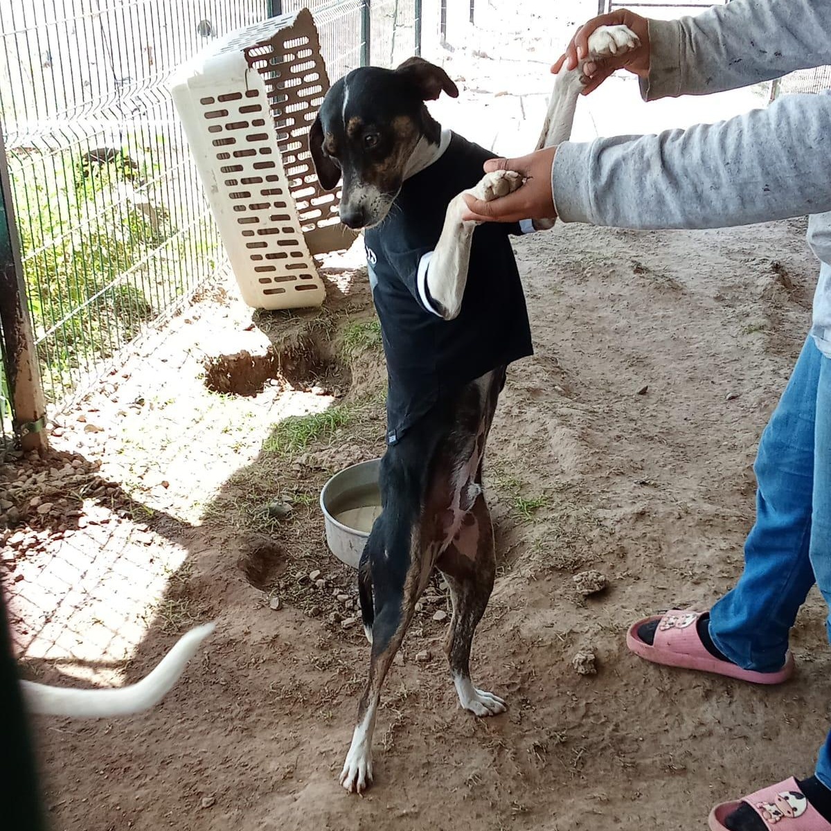 Leonardo, a Adoptable Mixed Breed in Las Jarretaderas, NAY image 1/6