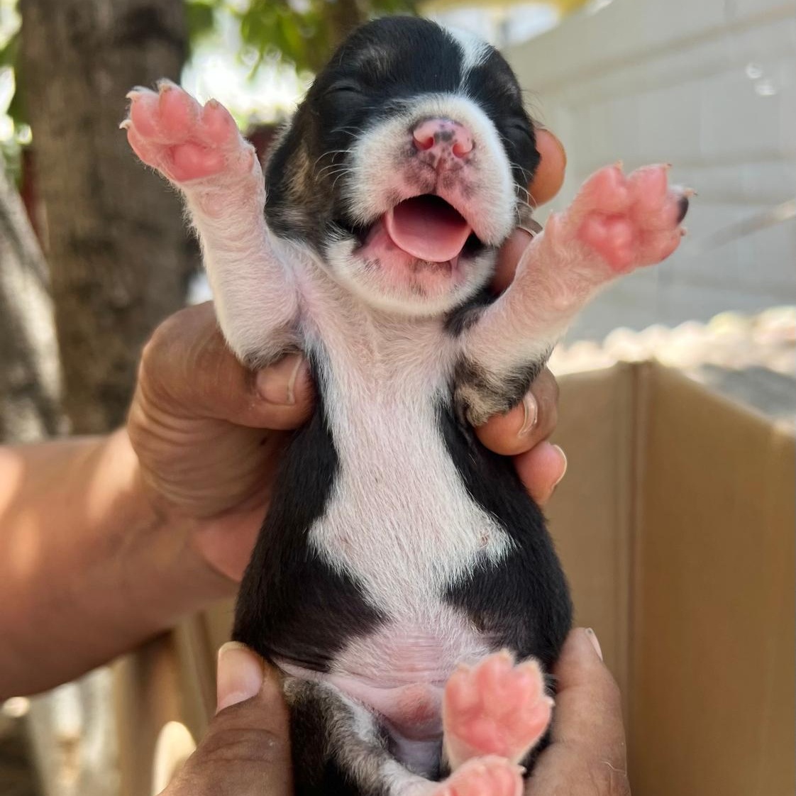 Enlarge Leonardo, a Adoptable Mixed Breed in Las Jarretaderas, NAY image 6/6