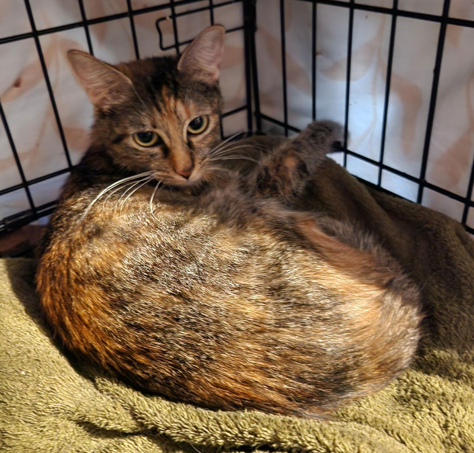 Sparkle, a Adoptable Domestic Short Hair in Crossville, TN image 3/6