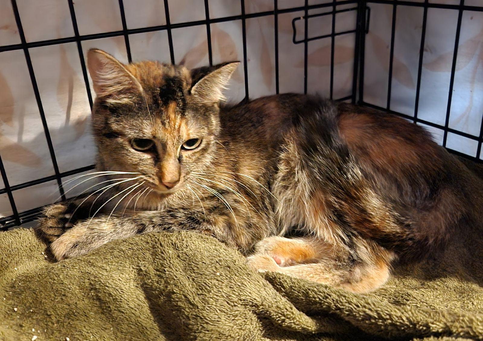 Sparkle, a Adoptable Domestic Short Hair in Crossville, TN image 4/6