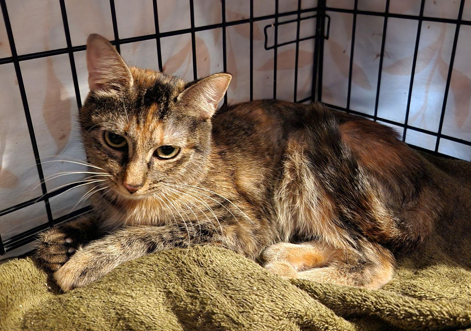 Sparkle, a Adoptable Domestic Short Hair in Crossville, TN image 6/6