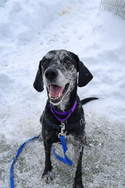 Enlarge KRONK, a Adoptable mixed breed in Methuen, MA image 1/1