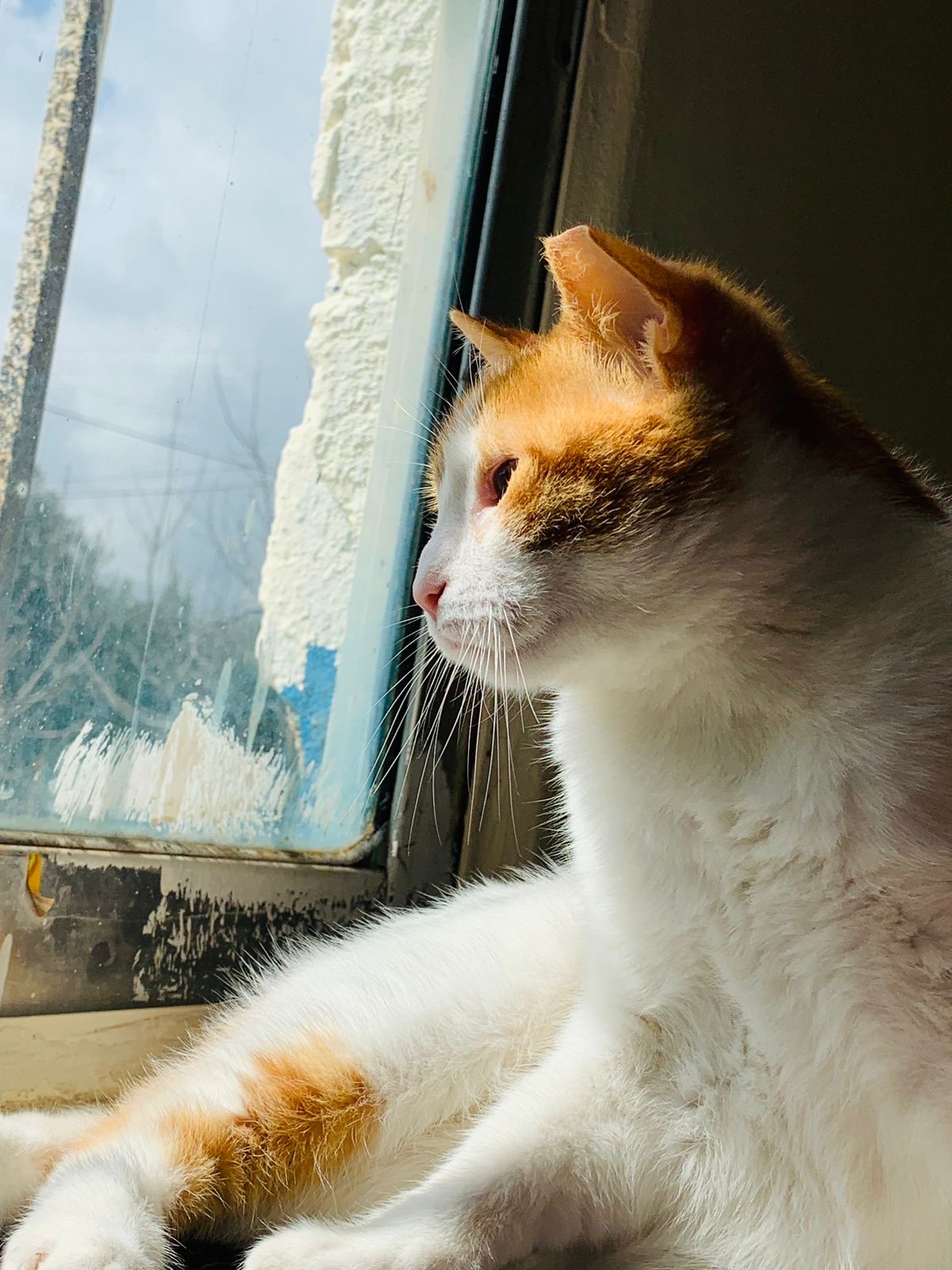 Enlarge Floki, the Kindest, Goofiest, Boy, a Adoptable mixed breed in Somerset, NJ image 3/6