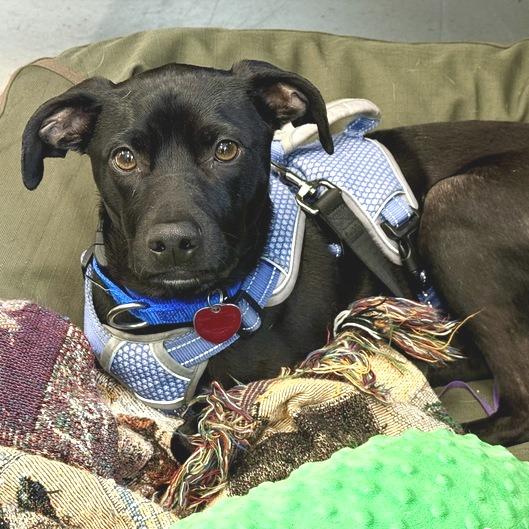 Buzz Light year, Adoptable, Adult Male Mixed Breed & Mixed Breed.