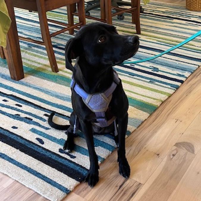 Enlarge Buzz Light year, a Adoptable mixed breed in Marshall, VA image 3/6