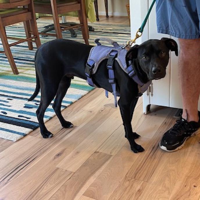 Enlarge Buzz Light year, a Adoptable mixed breed in Marshall, VA image 4/6