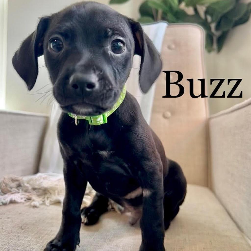 Enlarge Buzz Light year, a Adoptable mixed breed in Marshall, VA image 5/6